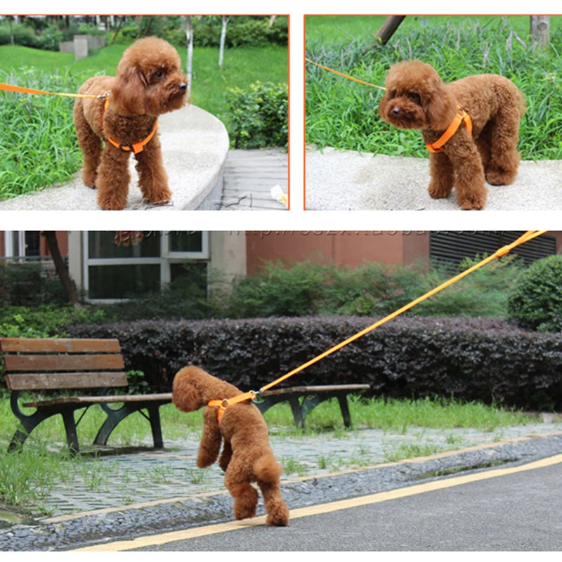 Arnés LED de moda para mascotas