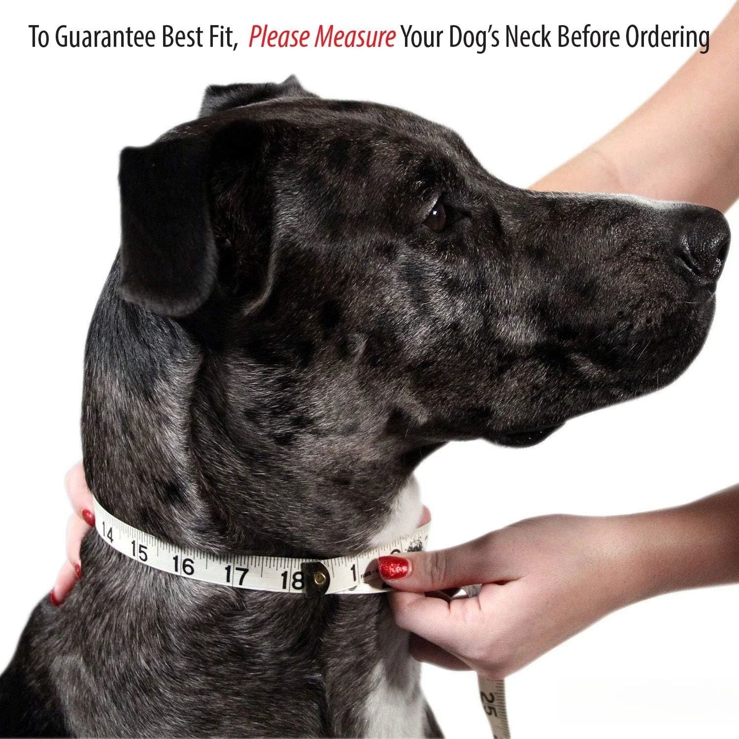 Collar personalizado con placa identificativa para perros y gatos