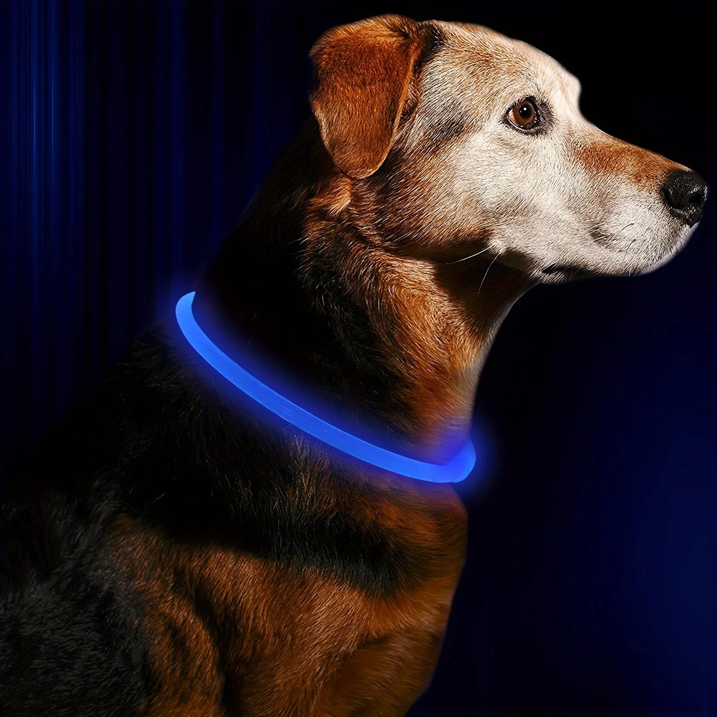 Collar luminoso LED para perros