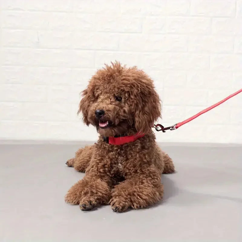 Correa y collar LED para perros – Seguridad nocturna