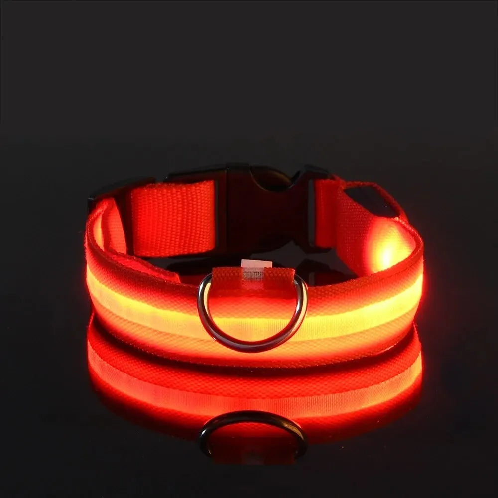Correa y collar LED para perros – Seguridad nocturna