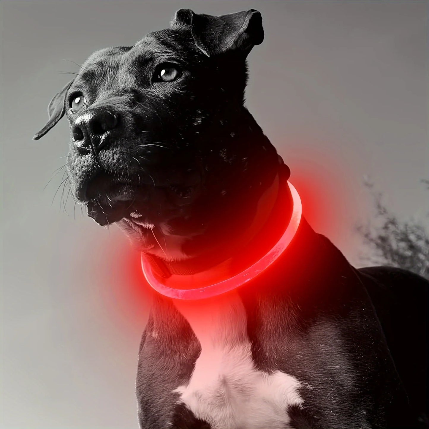 Collar luminoso LED para perros
